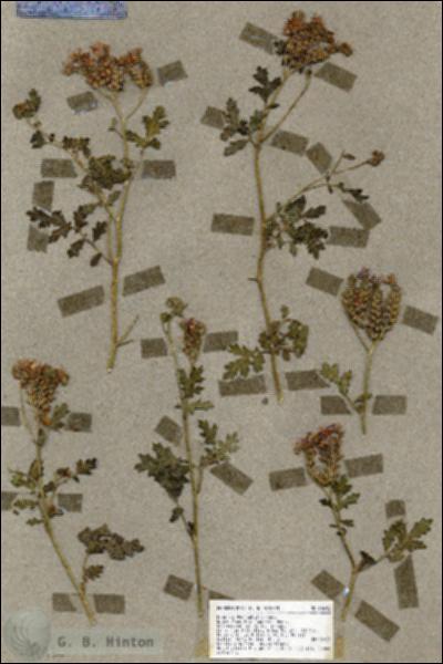 URN_catalog_HBHinton_herbarium_18692.jpg.jpg