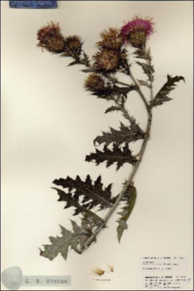 URN_catalog_HBHinton_herbarium_25380.jpg.jpg