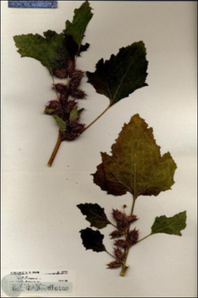 URN_catalog_HBHinton_herbarium_20753.jpg.jpg