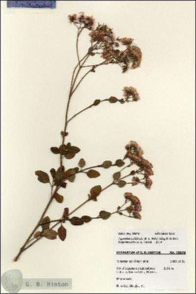 URN_catalog_HBHinton_herbarium_28070.jpg.jpg