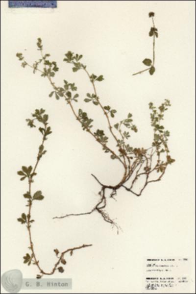 URN_catalog_HBHinton_herbarium_23141.jpg.jpg