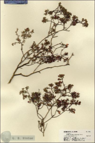 URN_catalog_HBHinton_herbarium_21966.jpg.jpg