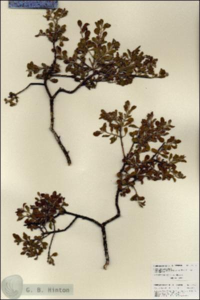 URN_catalog_HBHinton_herbarium_27090.jpg.jpg