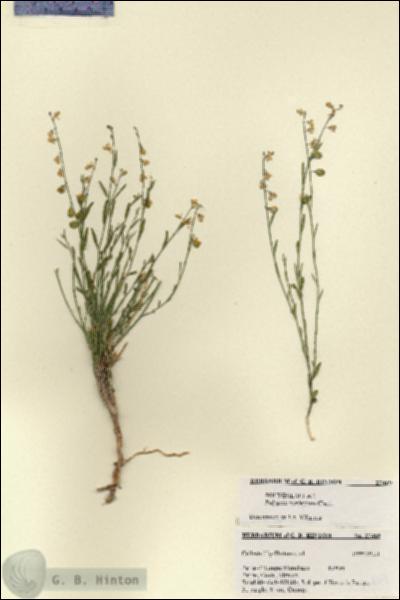 URN_catalog_HBHinton_herbarium_27469.jpg.jpg