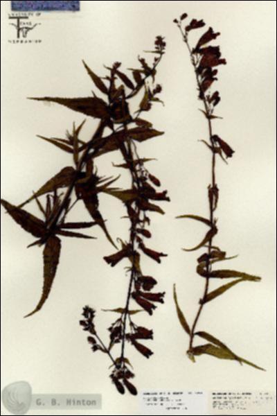 URN_catalog_HBHinton_herbarium_26729.jpg.jpg