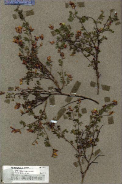 URN_catalog_HBHinton_herbarium_18711.jpg.jpg