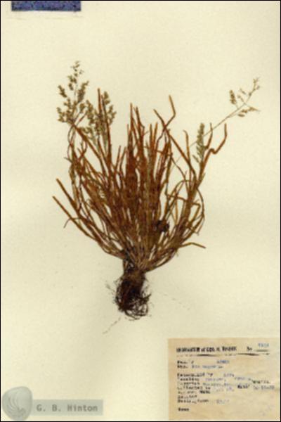 URN_catalog_HBHinton_herbarium_2101.jpg.jpg