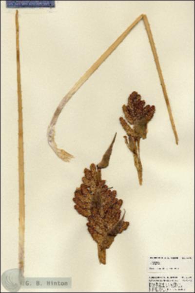 URN_catalog_HBHinton_herbarium_22788.jpg.jpg
