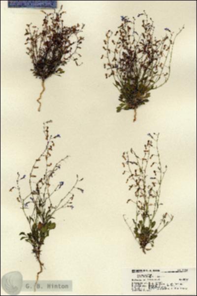 URN_catalog_HBHinton_herbarium_22316.jpg.jpg