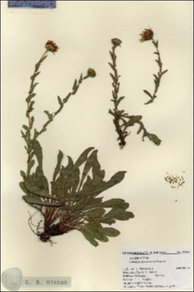 URN_catalog_HBHinton_herbarium_27661.jpg.jpg