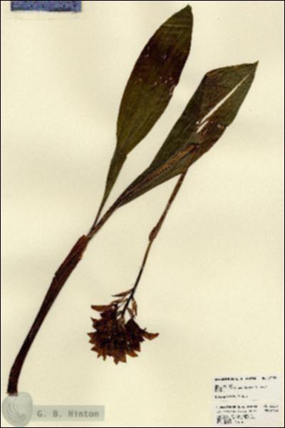 URN_catalog_HBHinton_herbarium_23220.jpg.jpg