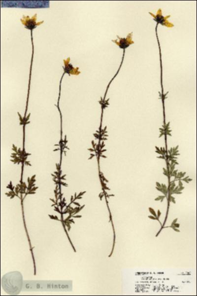 URN_catalog_HBHinton_herbarium_22402.jpg.jpg