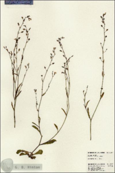 URN_catalog_HBHinton_herbarium_23397.jpg.jpg