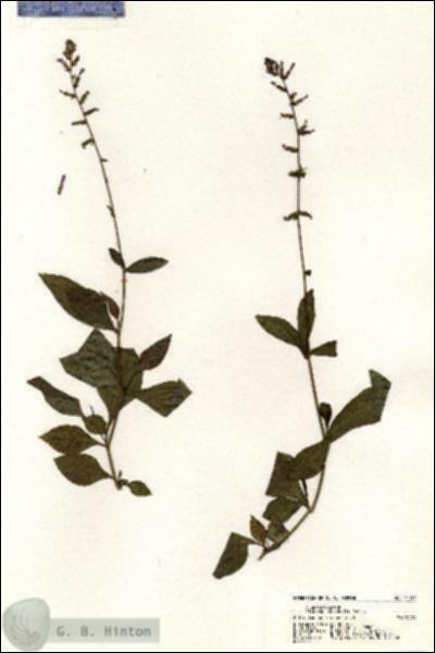 URN_catalog_HBHinton_herbarium_21121.jpg.jpg