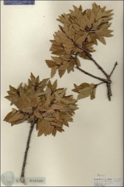 URN_catalog_HBHinton_herbarium_27006.jpg.jpg