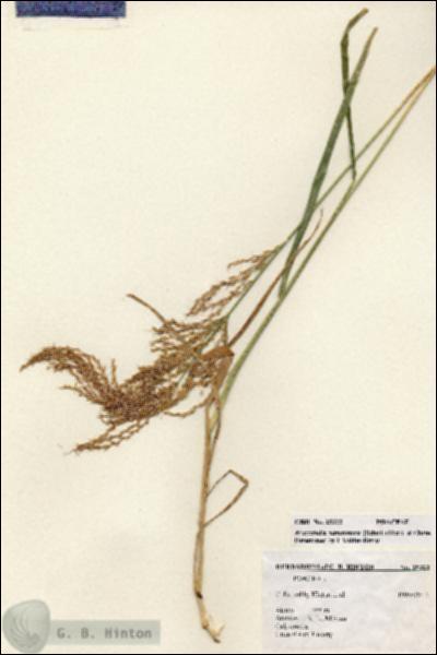 URN_catalog_HBHinton_herbarium_25322.jpg.jpg
