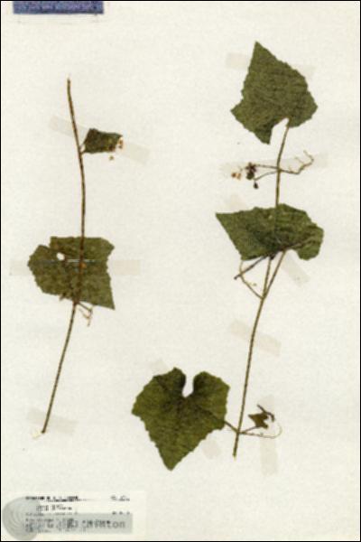 URN_catalog_HBHinton_herbarium_19701.jpg.jpg