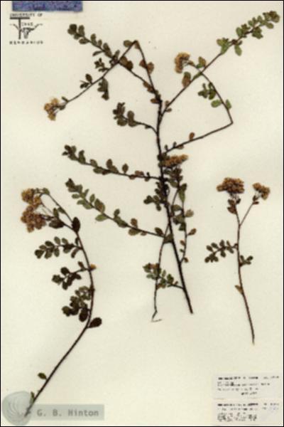 URN_catalog_HBHinton_herbarium_26143.jpg.jpg