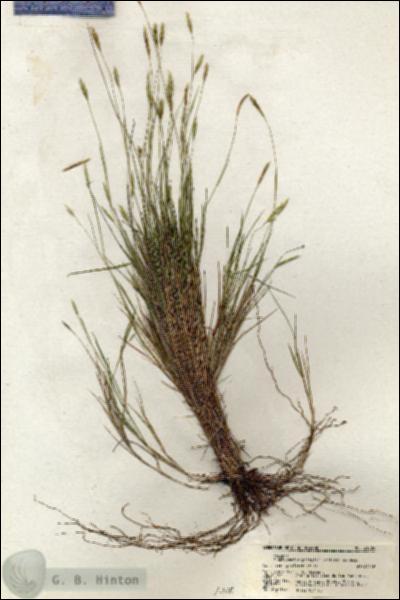 URN_catalog_HBHinton_herbarium_21089.jpg.jpg