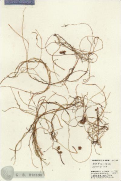 URN_catalog_HBHinton_herbarium_21213.jpg.jpg
