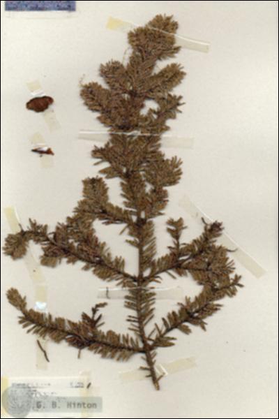 URN_catalog_HBHinton_herbarium_17274.jpg.jpg