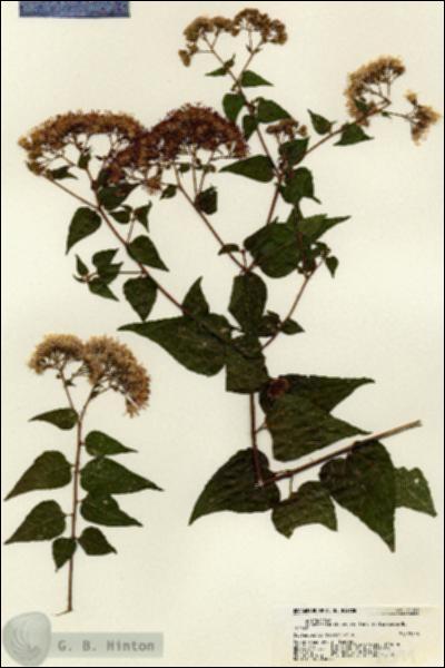 URN_catalog_HBHinton_herbarium_21399.jpg.jpg