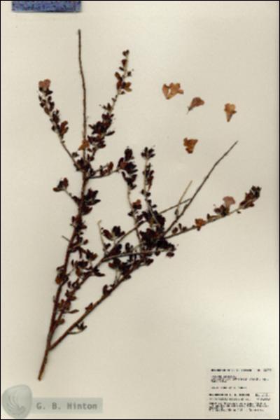 URN_catalog_HBHinton_herbarium_24755.jpg.jpg