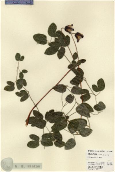 URN_catalog_HBHinton_herbarium_23250.jpg.jpg