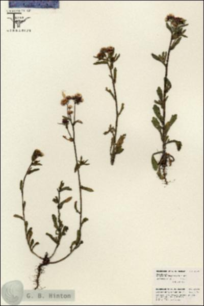 URN_catalog_HBHinton_herbarium_26601.jpg.jpg