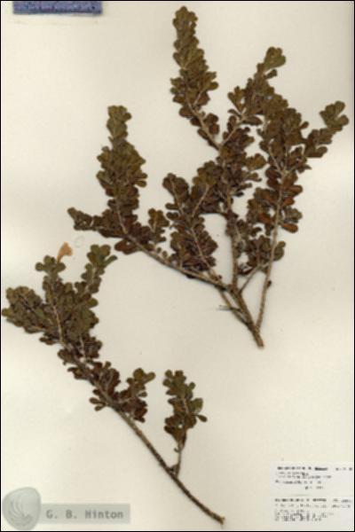 URN_catalog_HBHinton_herbarium_25903.jpg.jpg