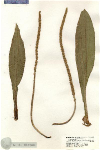 URN_catalog_HBHinton_herbarium_20359.jpg.jpg