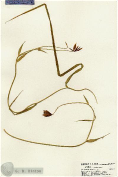 URN_catalog_HBHinton_herbarium_22533.jpg.jpg