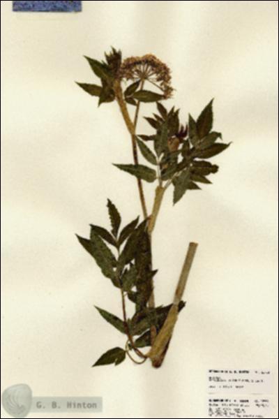 URN_catalog_HBHinton_herbarium_22753.jpg.jpg