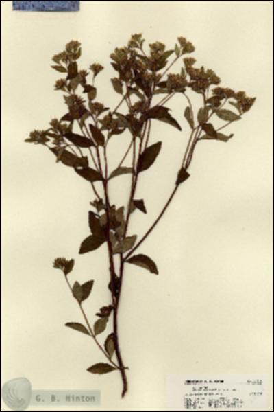 URN_catalog_HBHinton_herbarium_22518.jpg.jpg