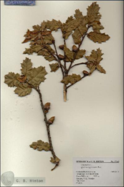 URN_catalog_HBHinton_herbarium_17265.jpg.jpg