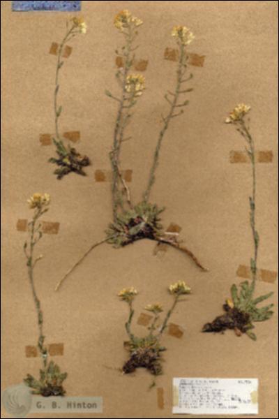 URN_catalog_HBHinton_herbarium_17384.jpg.jpg