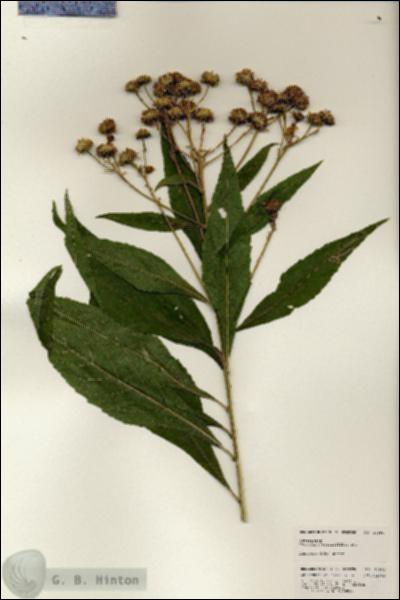 URN_catalog_HBHinton_herbarium_24991.jpg.jpg