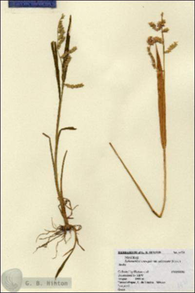 URN_catalog_HBHinton_herbarium_4474.jpg.jpg