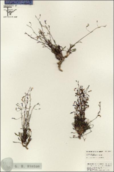 URN_catalog_HBHinton_herbarium_25525.jpg.jpg