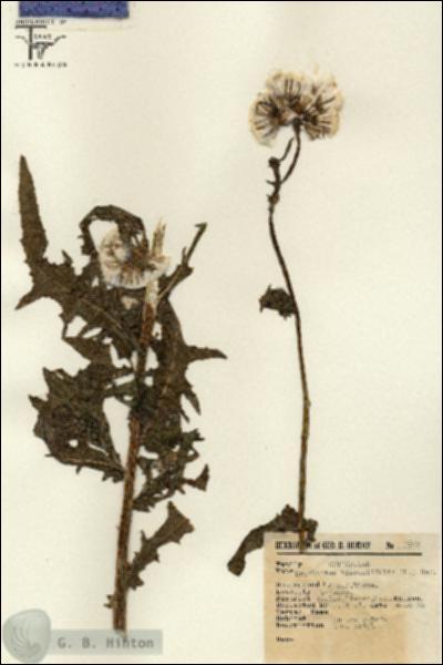 URN_catalog_HBHinton_herbarium_7603.jpg.jpg
