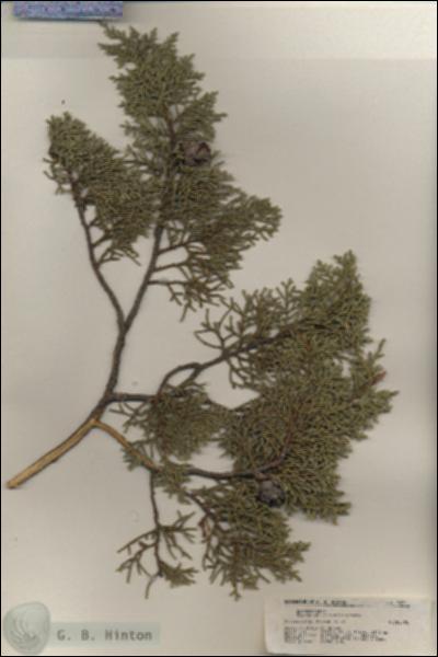 URN_catalog_HBHinton_herbarium_20311.jpg.jpg