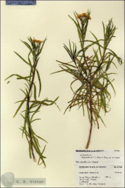 URN_catalog_HBHinton_herbarium_27438.jpg.jpg