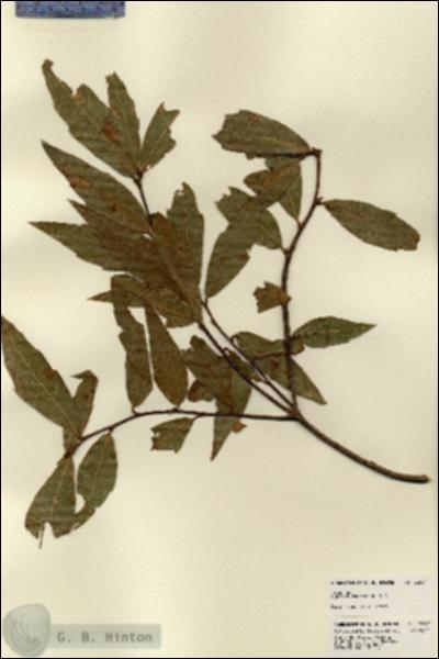 URN_catalog_HBHinton_herbarium_22647.jpg.jpg