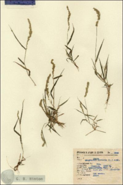 URN_catalog_HBHinton_herbarium_2646.jpg.jpg
