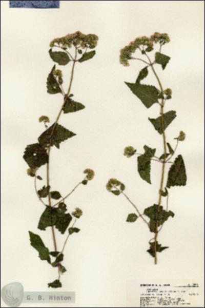 URN_catalog_HBHinton_herbarium_22535.jpg.jpg