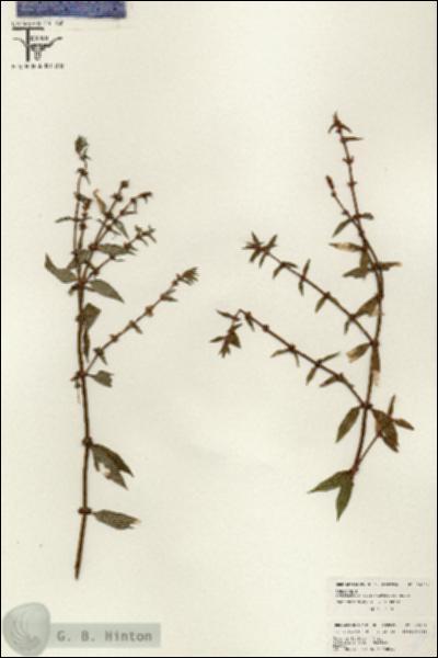 URN_catalog_HBHinton_herbarium_26504.jpg.jpg
