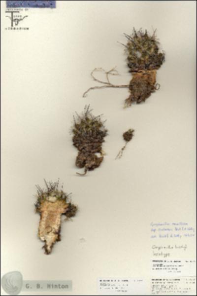 URN_catalog_HBHinton_herbarium_25792.jpg.jpg