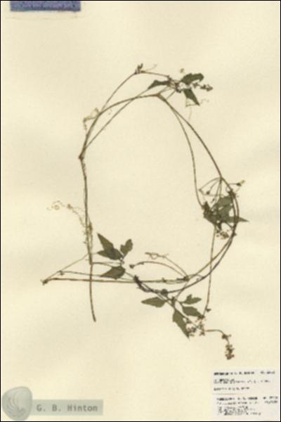 URN_catalog_HBHinton_herbarium_23472.jpg.jpg