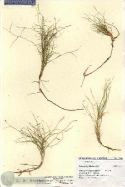 URN_catalog_HBHinton_herbarium_27296.jpg.jpg