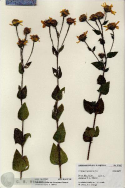 URN_catalog_HBHinton_herbarium_27287.jpg.jpg
